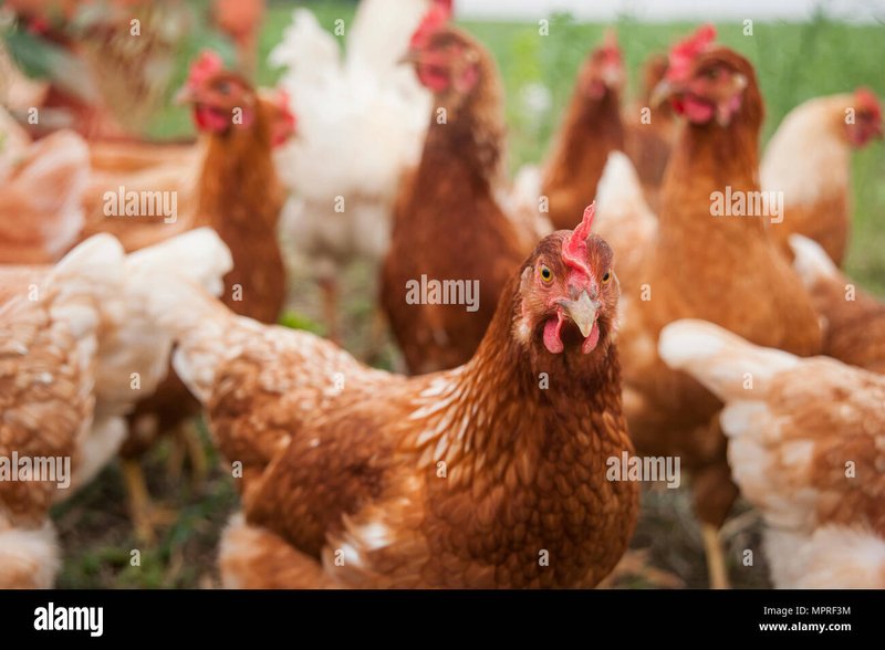 Best chicken road spiel casino in Germany