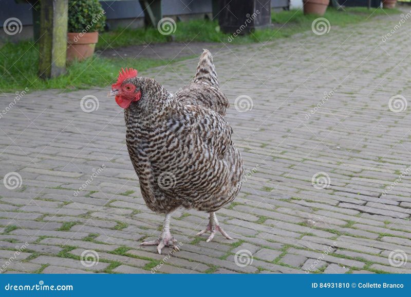 A look at chicken road demo